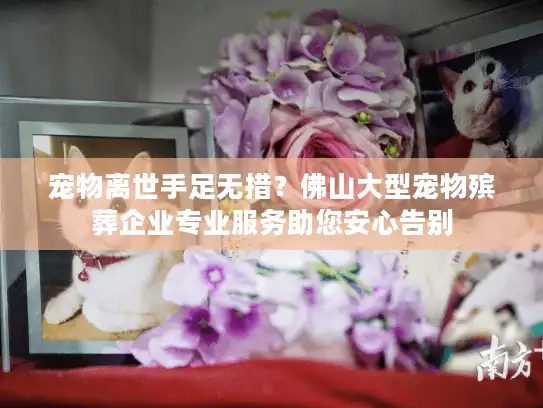 宠物离世手足无措？佛山大型宠物殡葬企业专业服务助您安心告别