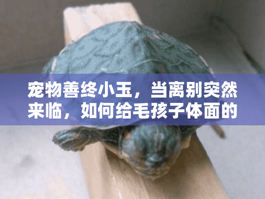 宠物善终小玉,当离别突然来临,如何给毛孩子体面的告别? 宠物善终小玉,当离别突然来临,如何给毛孩子体面的告别?