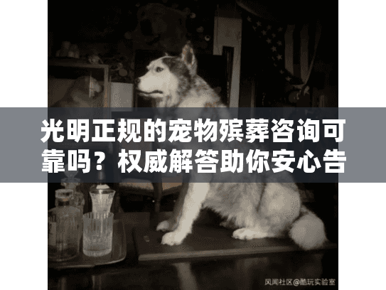 光明正规的宠物殡葬咨询可靠吗？权威解答助你安心告别宠物