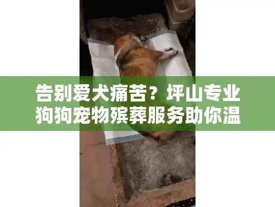 告别爱犬痛苦？坪山专业狗狗宠物殡葬服务助你温暖告别