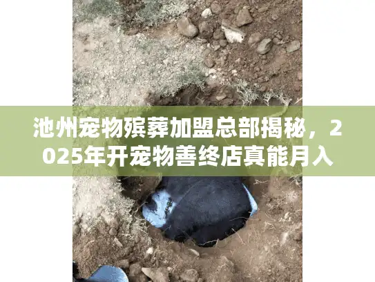 池州宠物殡葬加盟总部揭秘，2025年开宠物善终店真能月入10万？