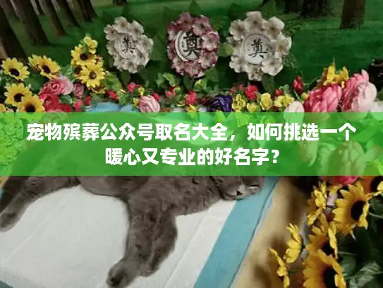 宠物殡葬公众号取名大全，如何挑选一个暖心又专业的好名字？