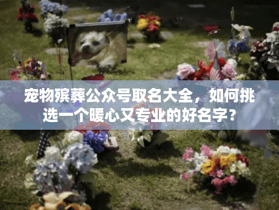 宠物殡葬公众号取名大全，如何挑选一个暖心又专业的好名字？