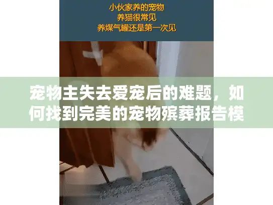 宠物主失去爱宠后的难题，如何找到完美的宠物殡葬报告模板？