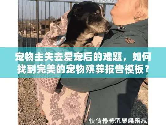 宠物主失去爱宠后的难题，如何找到完美的宠物殡葬报告模板？