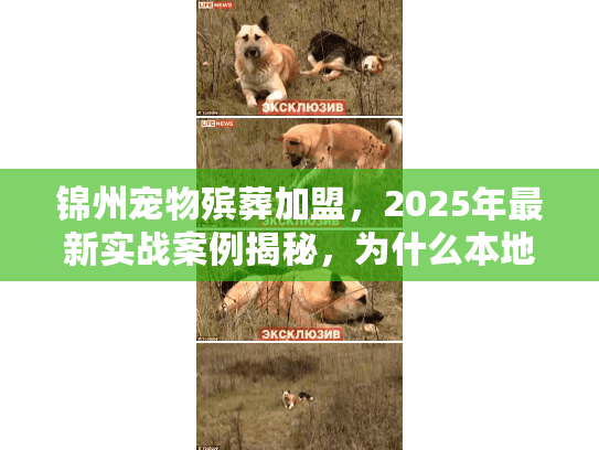 锦州宠物殡葬加盟，2025年最新实战案例揭秘，为什么本地创业者都抢着入局？