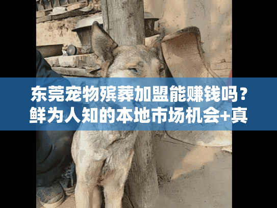 东莞宠物殡葬加盟能赚钱吗？鲜为人知的本地市场机会+真实加盟案例拆解