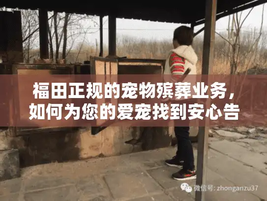 福田正规的宠物殡葬业务，如何为您的爱宠找到安心告别方案