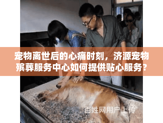 宠物离世后的心痛时刻，济源宠物殡葬服务中心如何提供贴心服务？