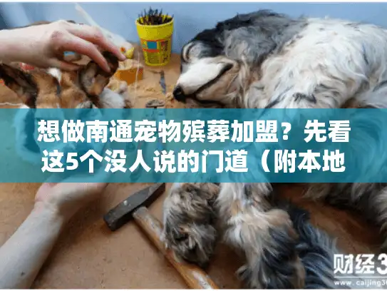 想做南通宠物殡葬加盟？先看这5个没人说的门道（附本地实战数据）