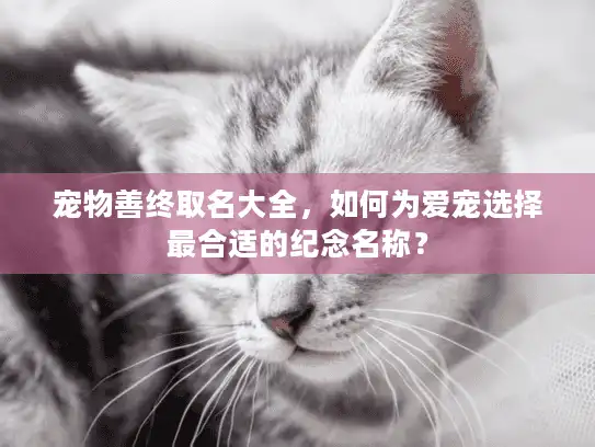 宠物善终取名大全，如何为爱宠选择最合适的纪念名称？