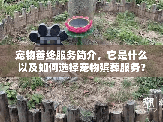 宠物善终服务简介,它是什么以及如何选择宠物殡葬服务? 宠物善终服务简介,它是什么以及如何选择宠物殡葬服务?