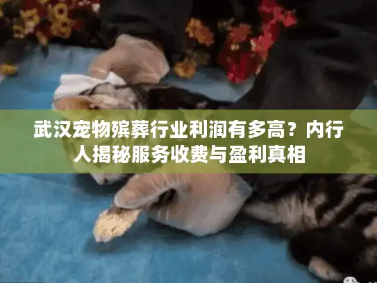 武汉宠物殡葬行业利润有多高？内行人揭秘服务收费与盈利真相