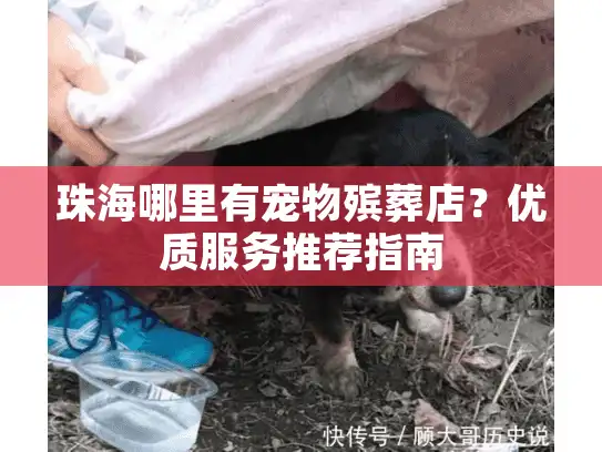 珠海哪里有宠物殡葬店？优质服务推荐指南