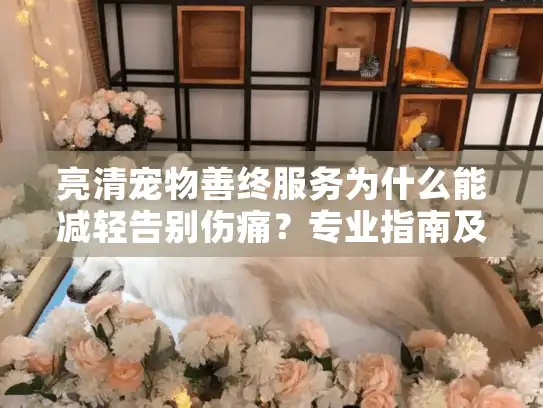 亮清宠物善终服务为什么能减轻告别伤痛？专业指南及选择建议