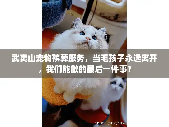 武夷山宠物殡葬服务，当毛孩子永远离开，我们能做的最后一件事？