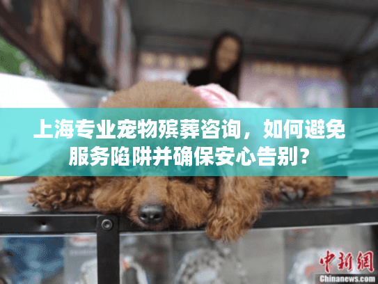 上海专业宠物殡葬咨询，如何避免服务陷阱并确保安心告别？