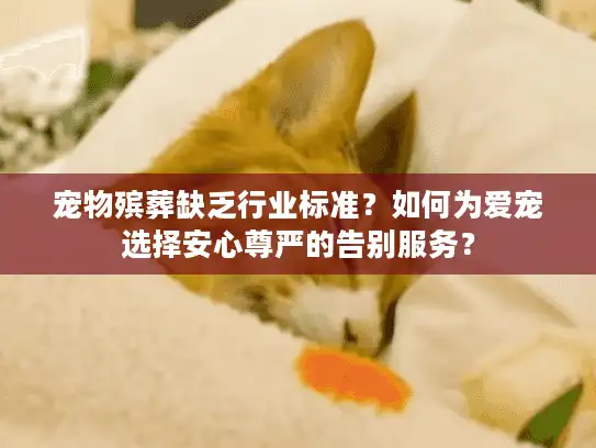 宠物殡葬缺乏行业标准？如何为爱宠选择安心尊严的告别服务？
