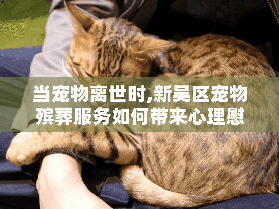 当宠物离世时,新吴区宠物殡葬服务如何带来心理慰藉与安心