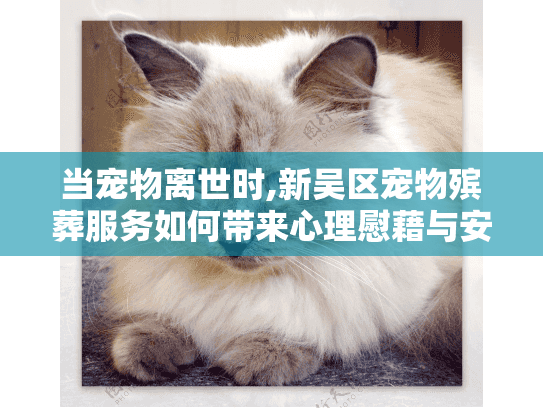 当宠物离世时,新吴区宠物殡葬服务如何带来心理慰藉与安心