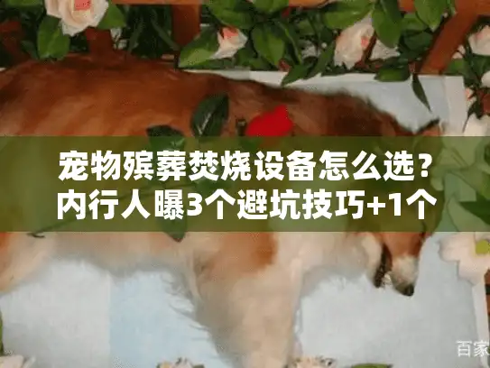 宠物殡葬焚烧设备怎么选？内行人曝3个避坑技巧+1个合规红线
