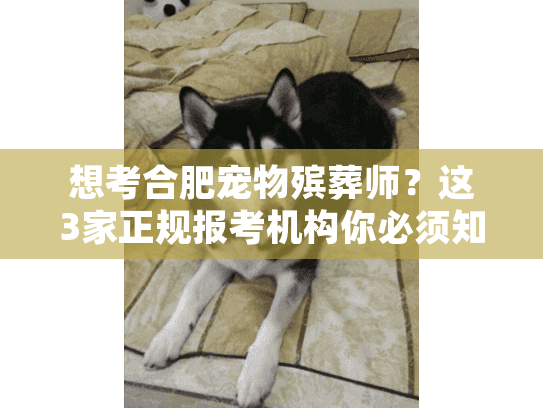 想考合肥宠物殡葬师？这3家正规报考机构你必须知道（2024最新）