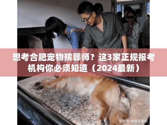 想考合肥宠物殡葬师？这3家正规报考机构你必须知道（2024最新）