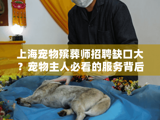 上海宠物殡葬师招聘缺口大？宠物主人必看的服务背后真相
