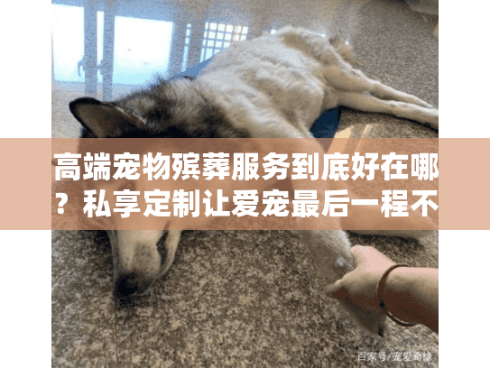 高端宠物殡葬服务到底好在哪?私享定制让爱宠最后一程不留遗憾 高端宠物殡葬服务到底好在哪?私享定制让爱宠最后一程不留遗憾