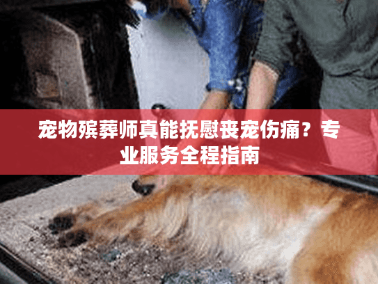 宠物殡葬师真能抚慰丧宠伤痛？专业服务全程指南