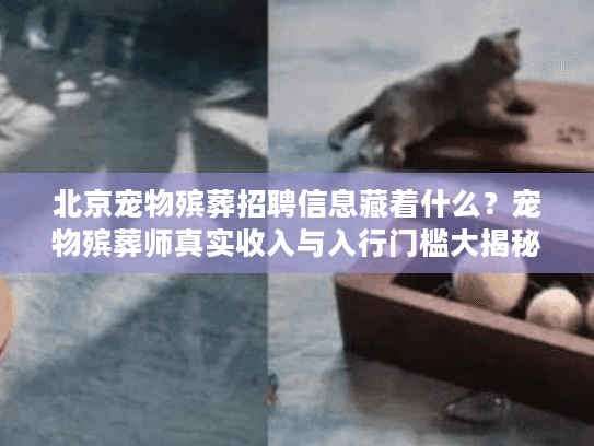 北京宠物殡葬招聘信息藏着什么？宠物殡葬师真实收入与入行门槛大揭秘！