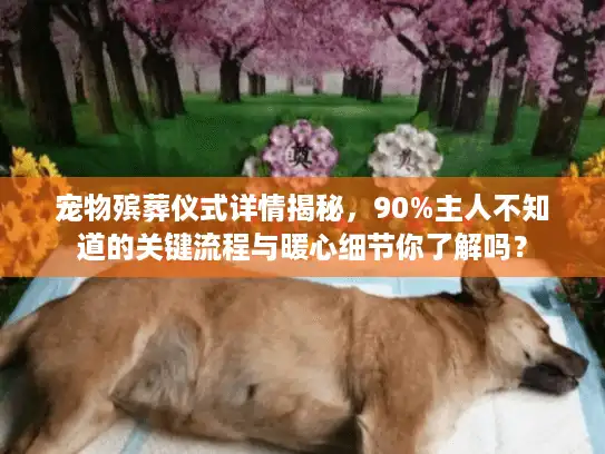 宠物殡葬仪式详情揭秘，90%主人不知道的关键流程与暖心细节你了解吗？