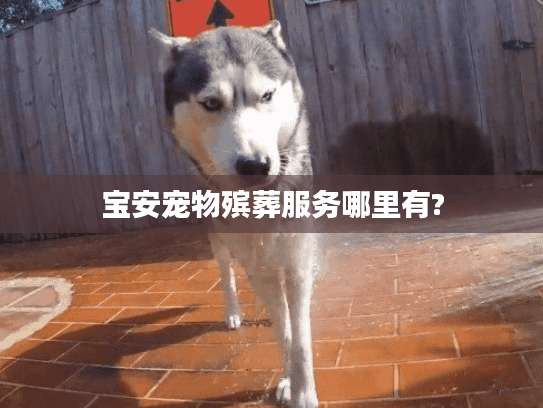 宝安宠物殡葬服务哪里有?