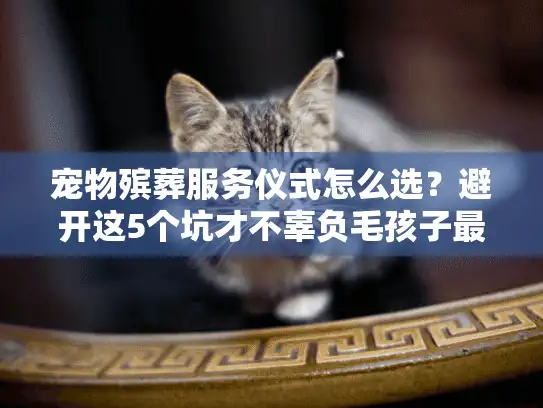 宠物殡葬服务仪式怎么选？避开这5个坑才不辜负毛孩子最后一程