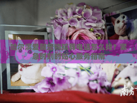哈尔滨爱馨宠物殡葬电话怎么找?紧急时刻的贴心服务指南 哈尔滨爱馨宠物殡葬电话怎么找?紧急时刻的贴心服务指南