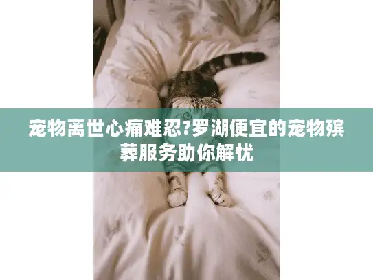 宠物离世心痛难忍?罗湖便宜的宠物殡葬服务助你解忧