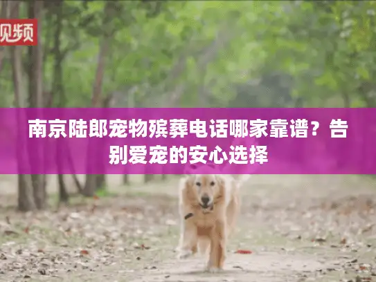 南京陆郎宠物殡葬电话哪家靠谱？告别爱宠的安心选择