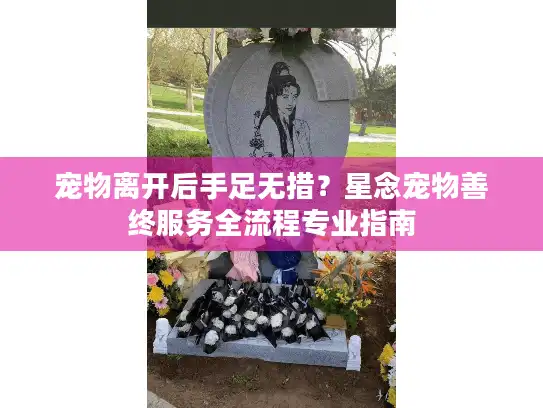 宠物离开后手足无措？星念宠物善终服务全流程专业指南