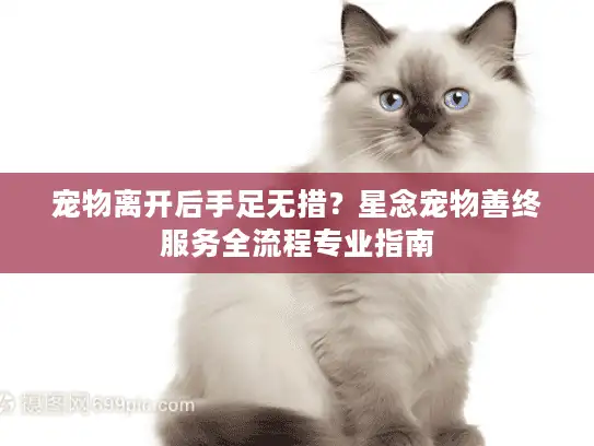 宠物离开后手足无措？星念宠物善终服务全流程专业指南