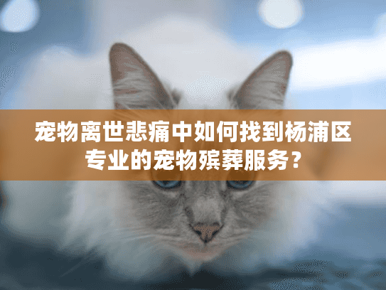 宠物离世悲痛中如何找到杨浦区专业的宠物殡葬服务？