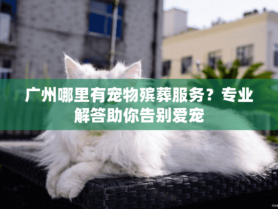 广州哪里有宠物殡葬服务？专业解答助你告别爱宠