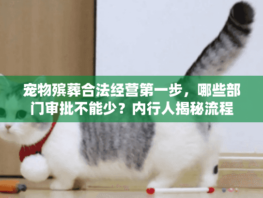 宠物殡葬合法经营第一步，哪些部门审批不能少？内行人揭秘流程