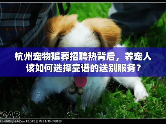 杭州宠物殡葬招聘热背后，养宠人该如何选择靠谱的送别服务？