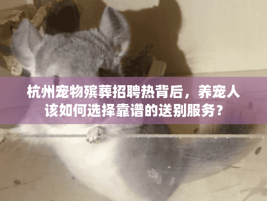 杭州宠物殡葬招聘热背后，养宠人该如何选择靠谱的送别服务？
