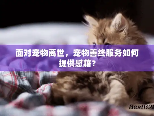 面对宠物离世，宠物善终服务如何提供慰藉？