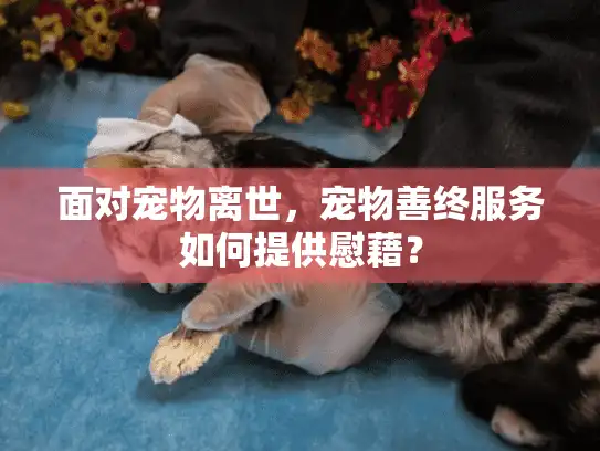 面对宠物离世，宠物善终服务如何提供慰藉？