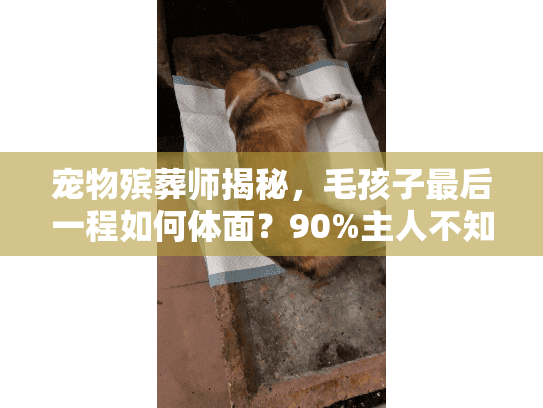 宠物殡葬师揭秘，毛孩子最后一程如何体面？90%主人不知道的行业真相
