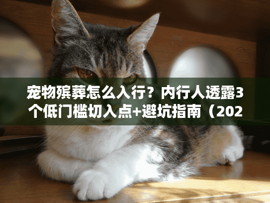 宠物殡葬怎么入行？内行人透露3个低门槛切入点+避坑指南（2024最新）