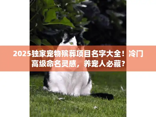 2025独家宠物殡葬项目名字大全！冷门高级命名灵感，养宠人必藏？