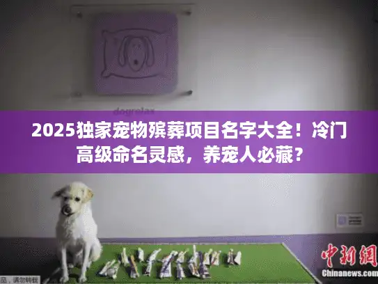 2025独家宠物殡葬项目名字大全！冷门高级命名灵感，养宠人必藏？